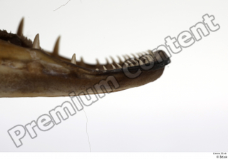 Northern pike teeth 0001.jpg